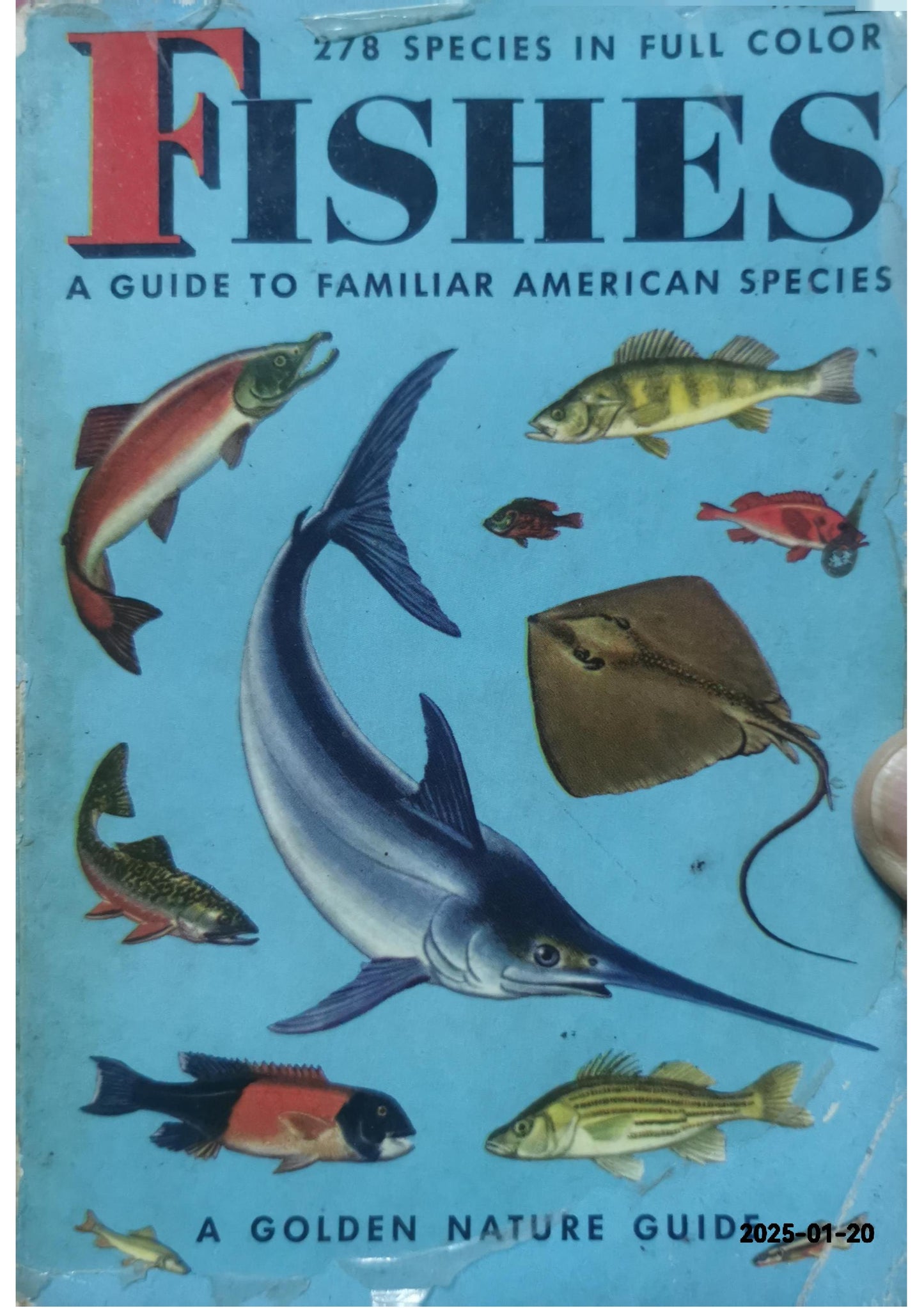 Fishes, a Guide to Familiar American Species.