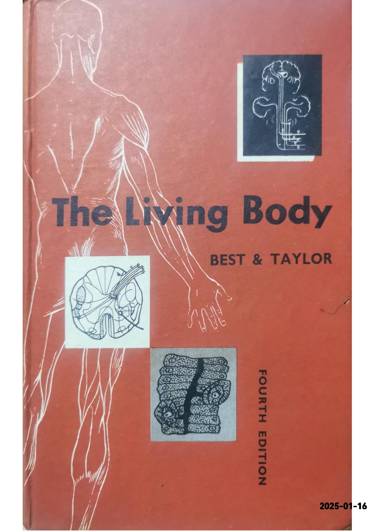 The Living Body; a Text in Human Physiology Hardcover – January 1, 1958 by Best & Taylor (Author)