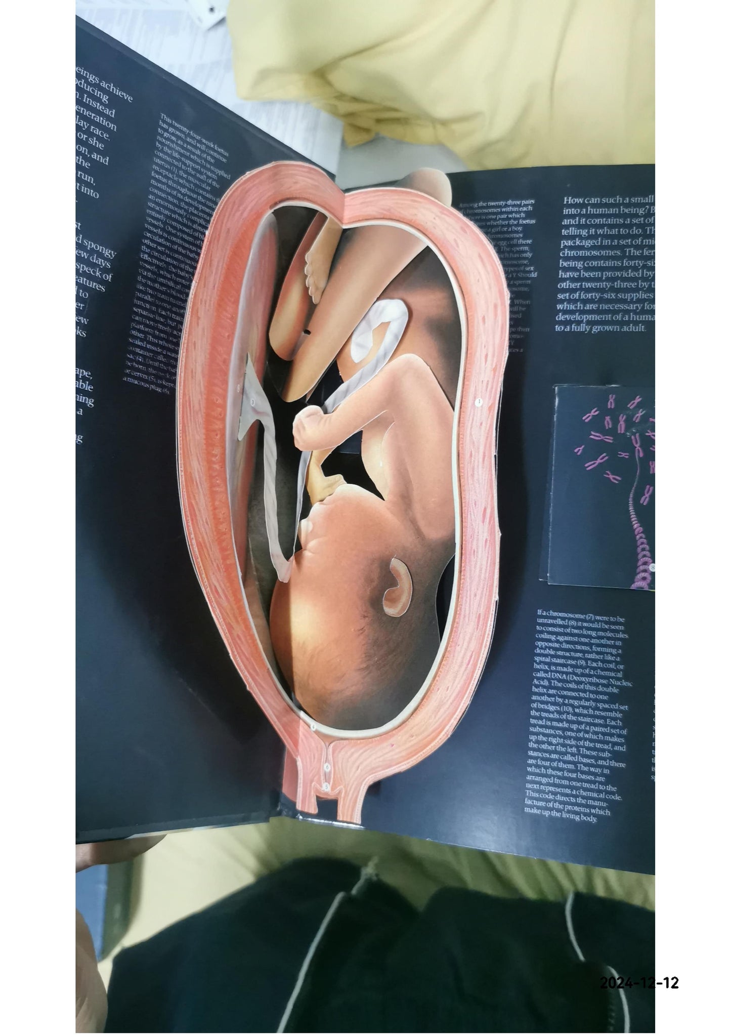 The FACTS Of LIFE: Three-Dimensional, Moveable Illustrations Showing the Development of a Baby from Conception to Birth. Hardcover – January 1, 1984 by Jonathan David. [Pop-Up]. Miller (Author)