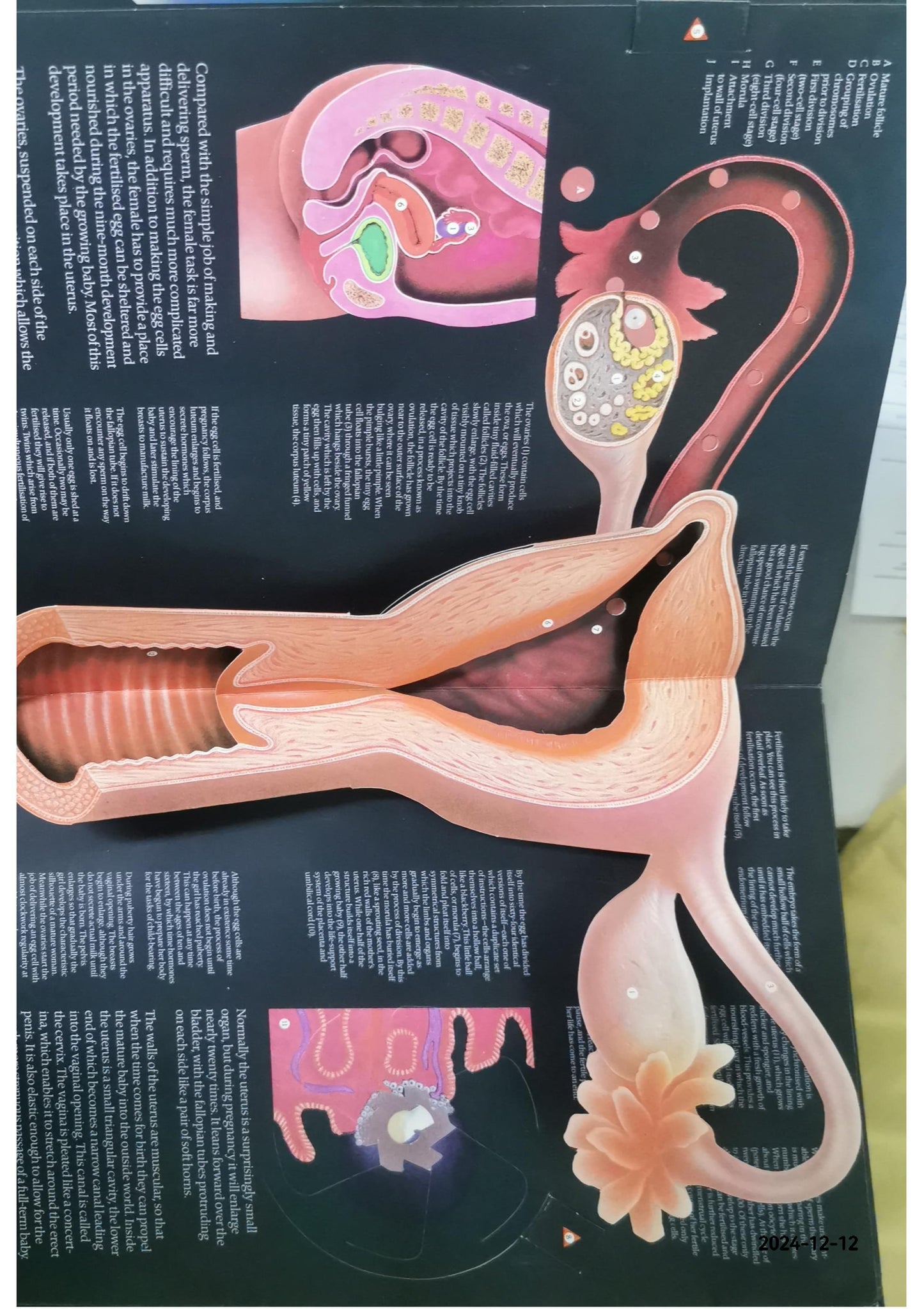 The FACTS Of LIFE: Three-Dimensional, Moveable Illustrations Showing the Development of a Baby from Conception to Birth. Hardcover – January 1, 1984 by Jonathan David. [Pop-Up]. Miller (Author)