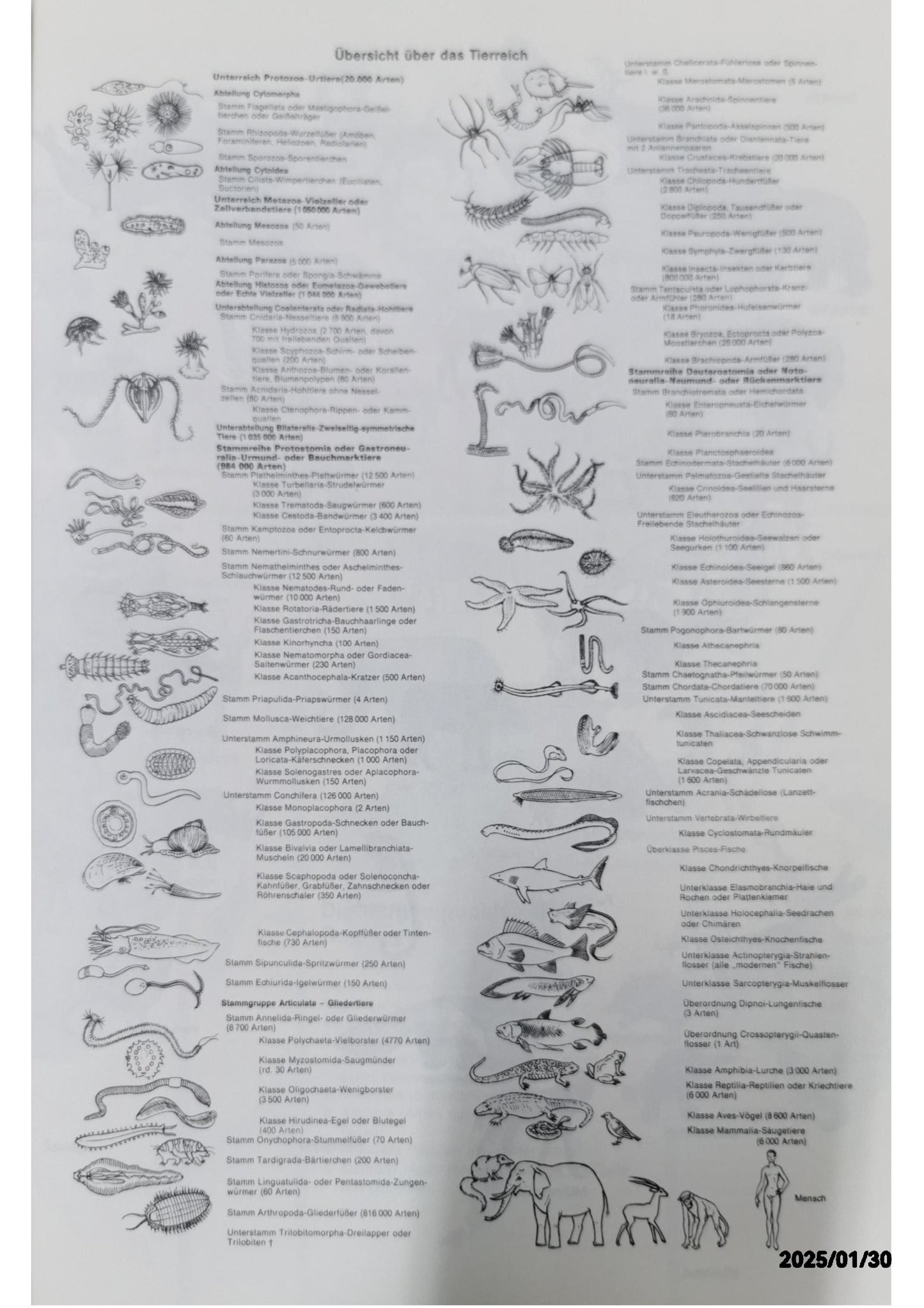 Bertelsmann Lexikon Tiere : Säugetiere, Vögel, Fische, Lurche, Kriechtiere, Insekten und andere Wirbellose von A-Z ; 2000 farbige Fotos, Grafiken und Verbreitungskarten