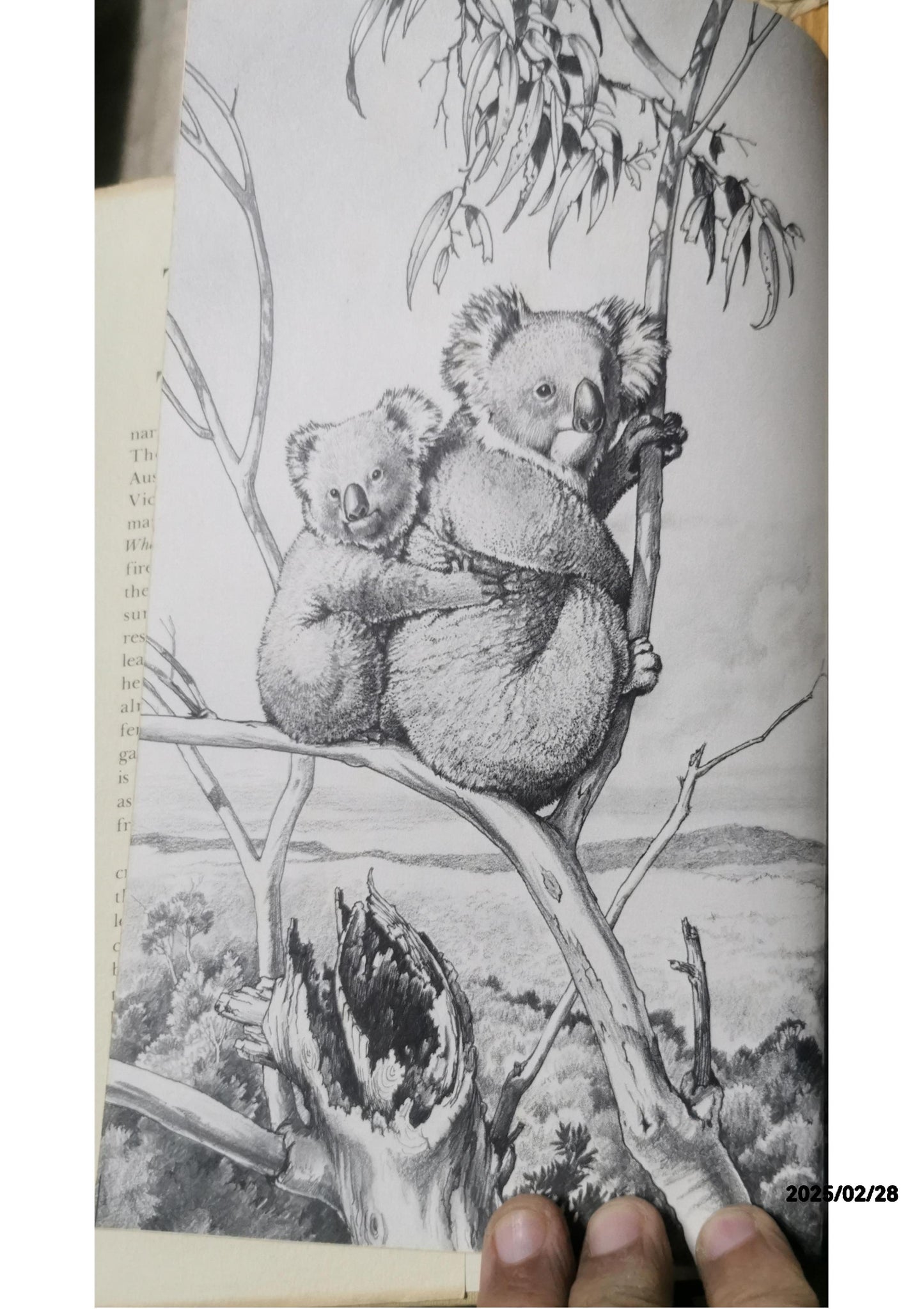 The year of the koala Hardcover – January 1, 1975 by H. D Williamson (Author), William T Cooper (Illustrator)