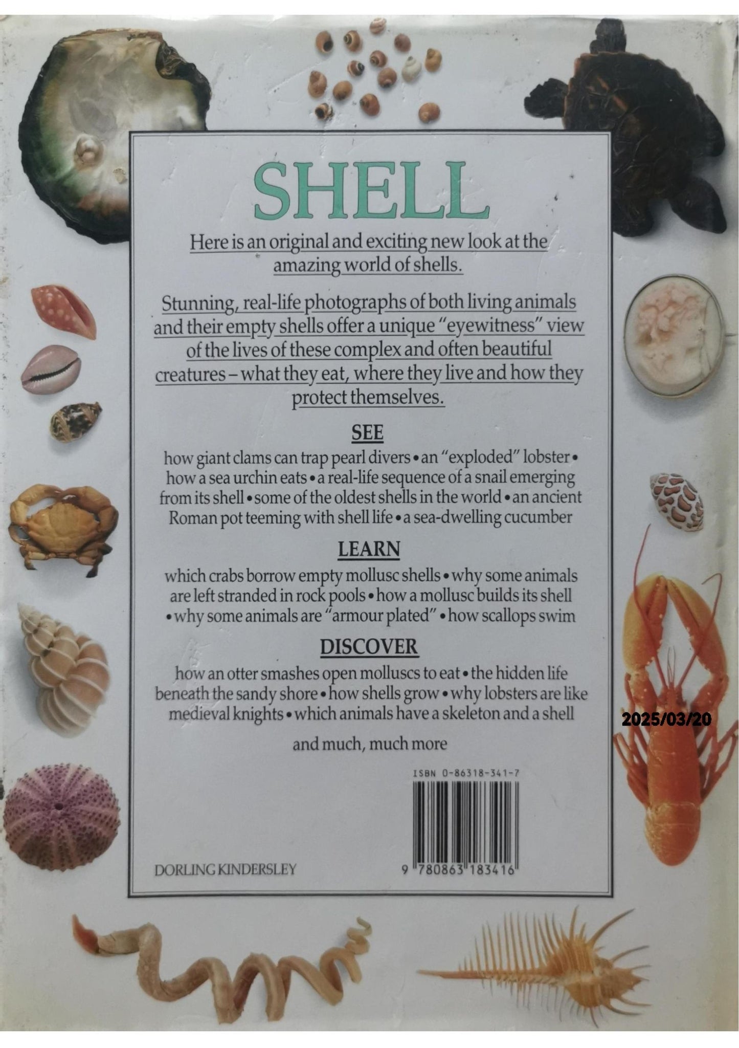 Shell - DK